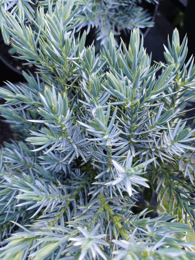 Juniper, creeping