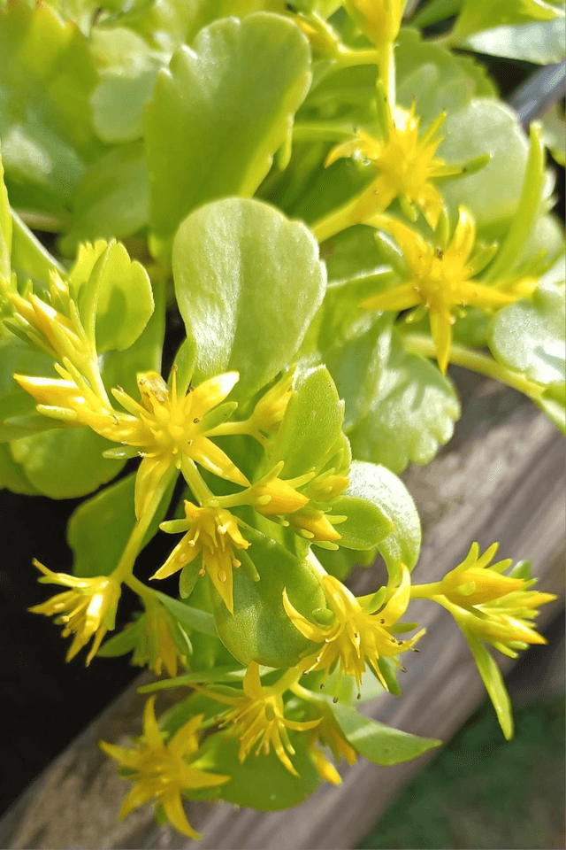 Sedum kamptschaticum