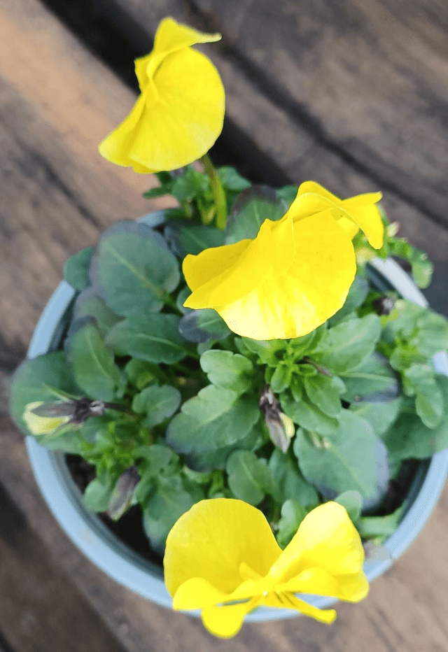 Viola mixed