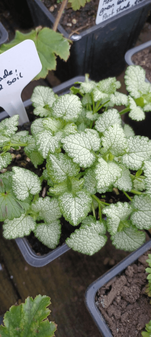 Lamium White Nancy