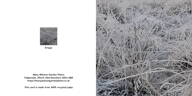 Frost 4