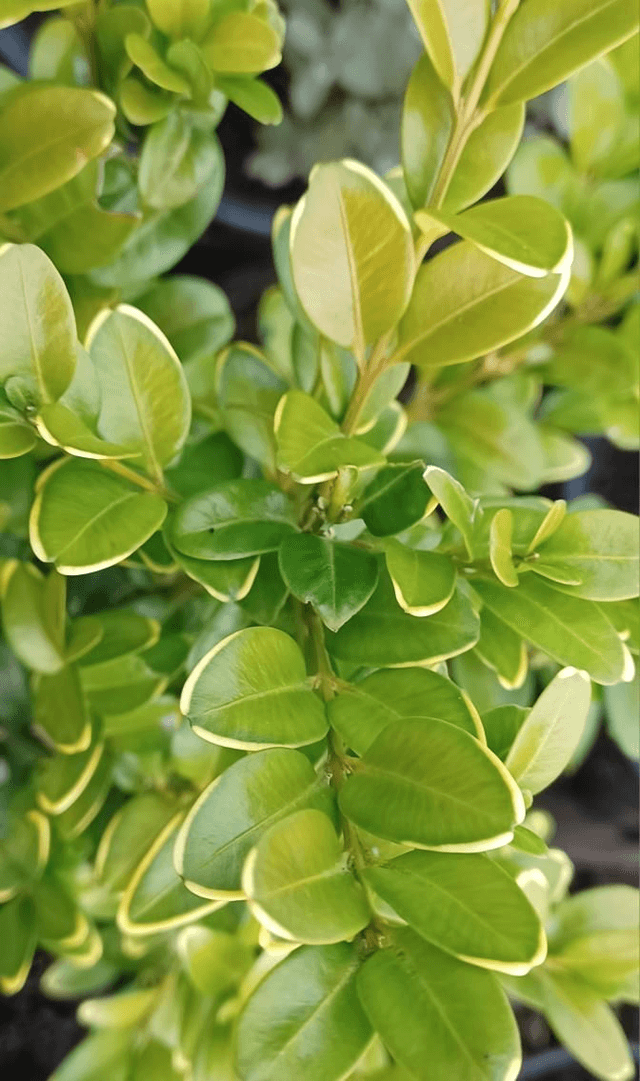 Box Buxus sempervirens