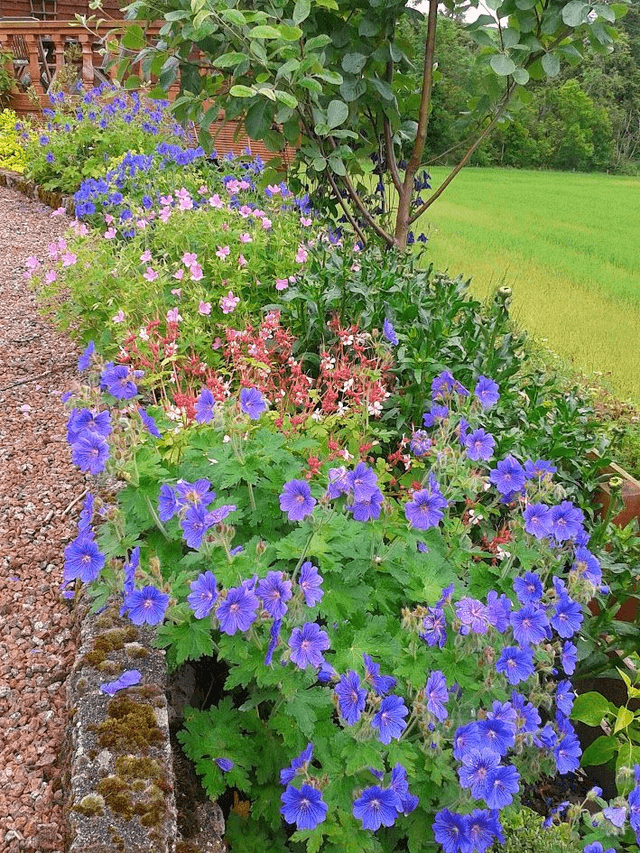 Geranium Johnstone Blue