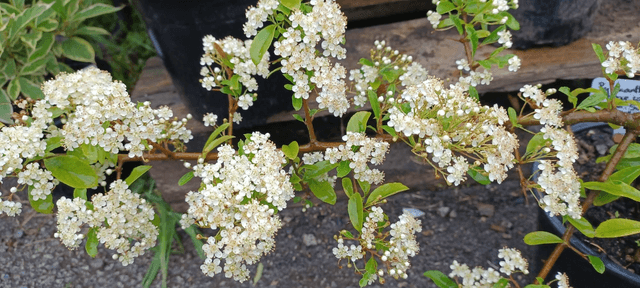 Pyracantha Orange Glow