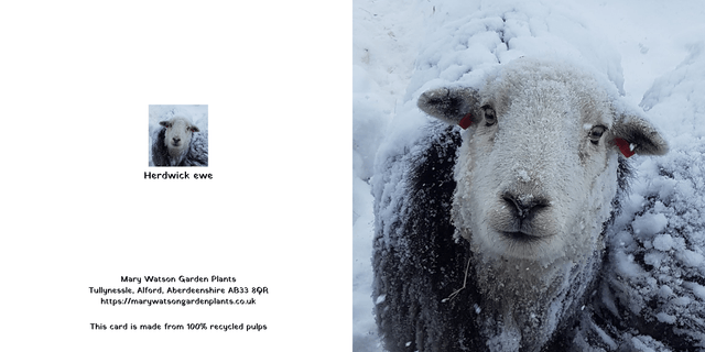 Herdwick ewe