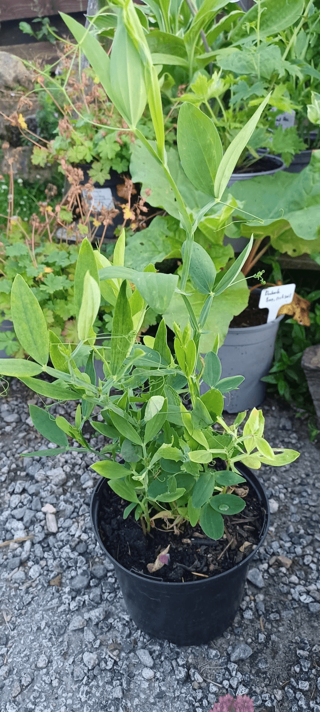 Lathyrus latifolius white