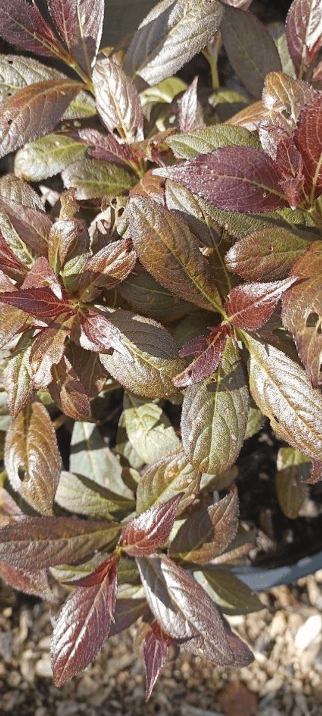 Weigela florida Minor Black