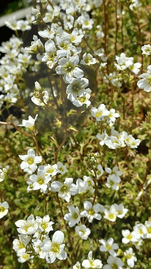 Sagina subulata