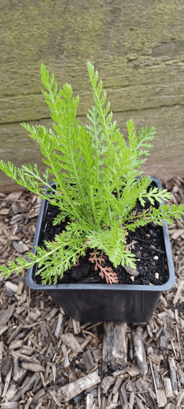Achillea millefolium Cerise Queen 