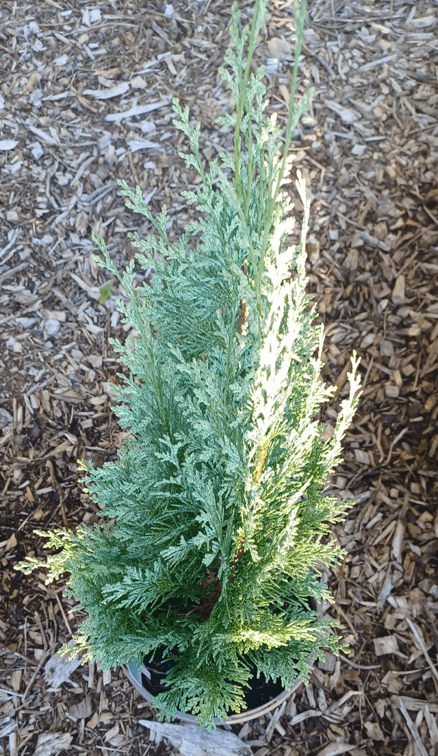 Chamaecyparis lawsoniana White Spot