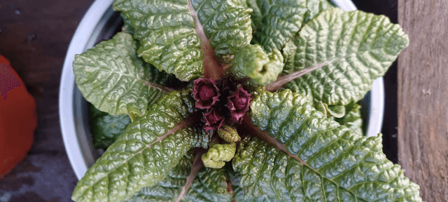 Primula Wanda Mixed