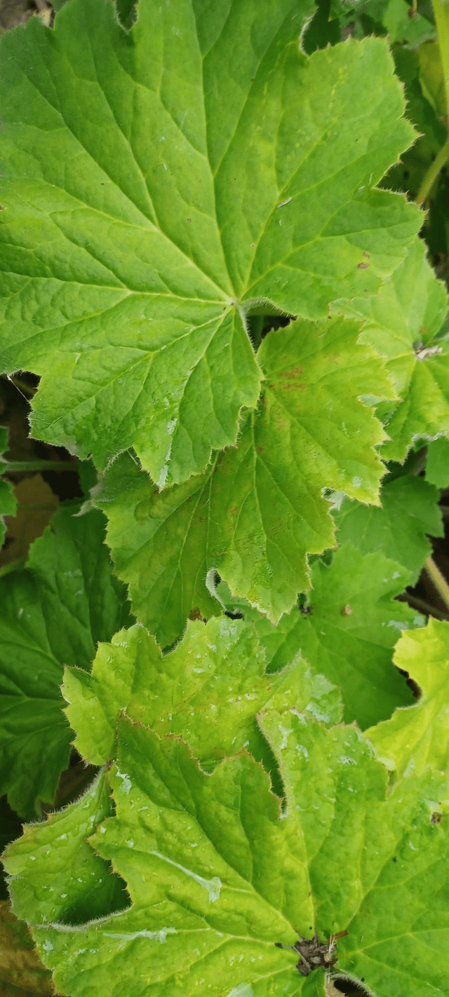 Heuchera Lime