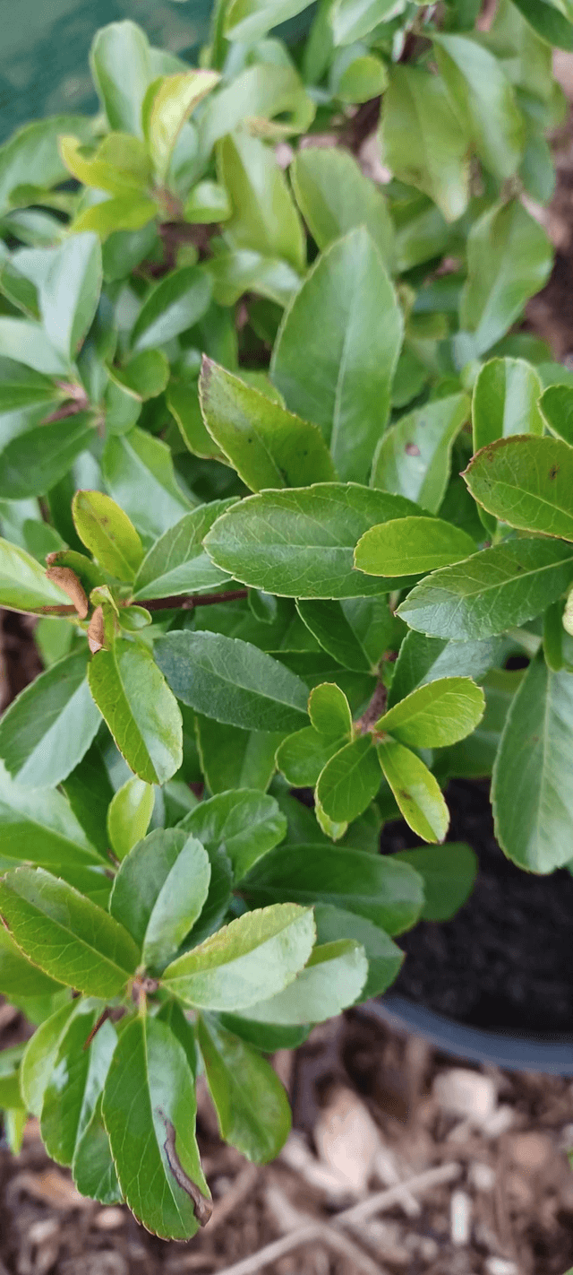 Pyracantha Orange Glow