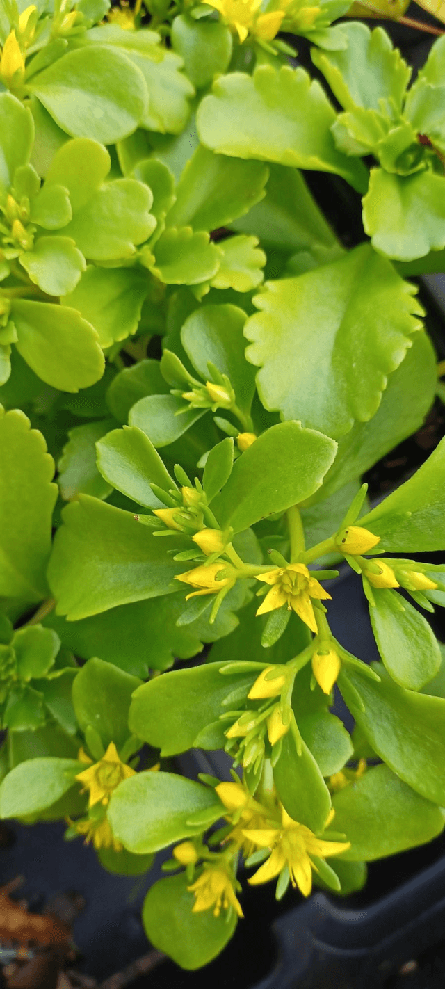 Sedum kamptschaticum