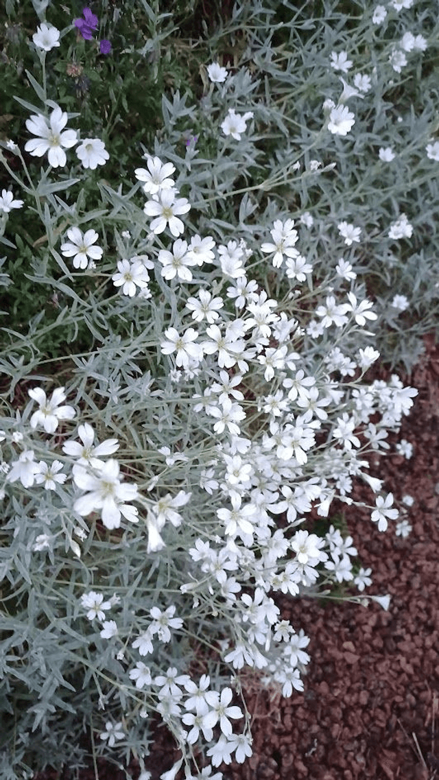 Cerastium tomentosum