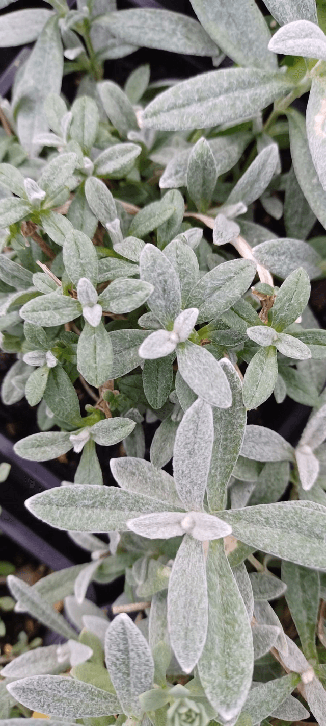 Cerastium tomentosum