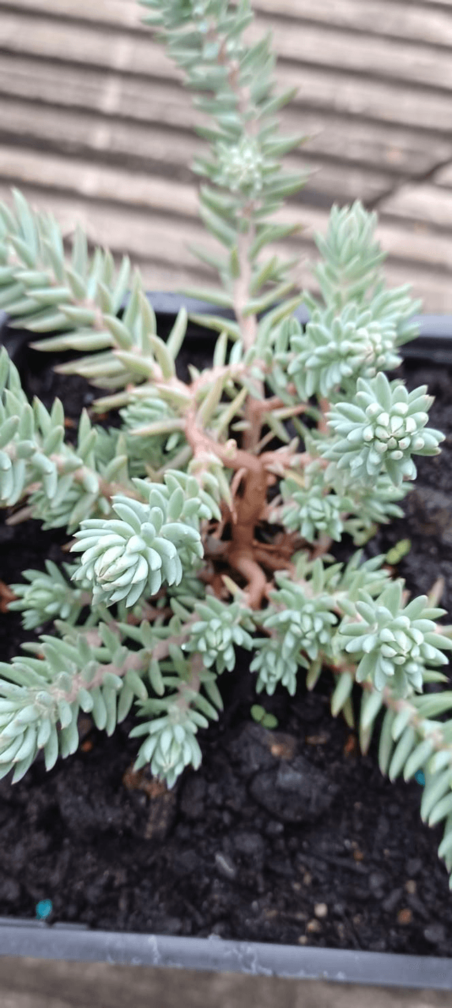 Sedum reflexum