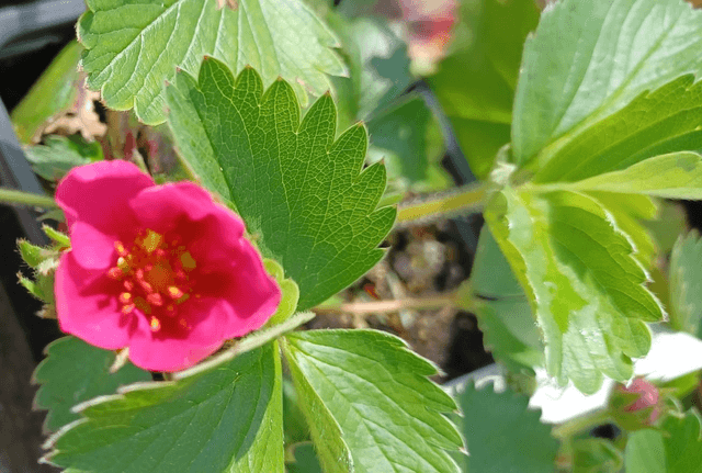 Alpine Strawberry