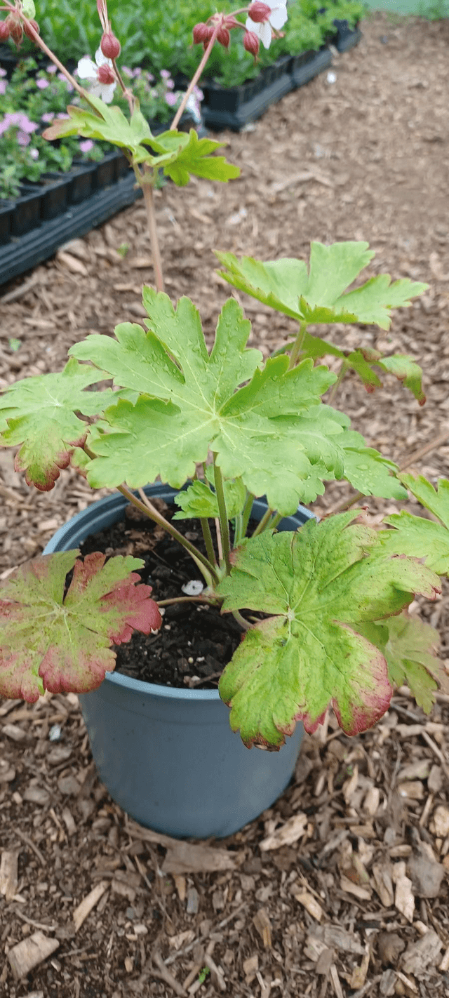 Geranium macrorrhizum