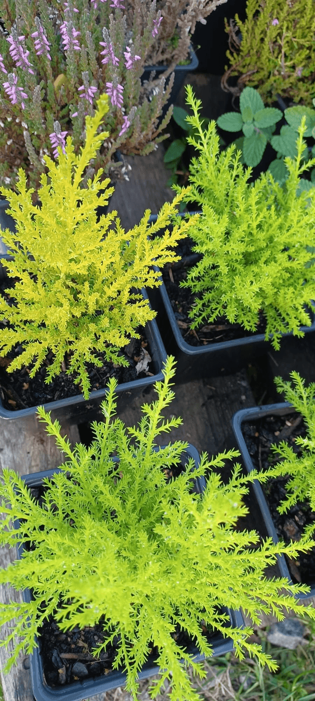 Cupressus macrocarpa Wilma