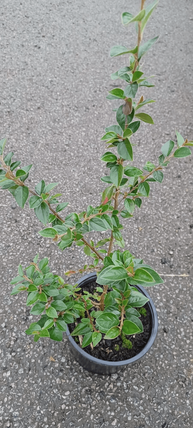 Cotoneaster simonsii