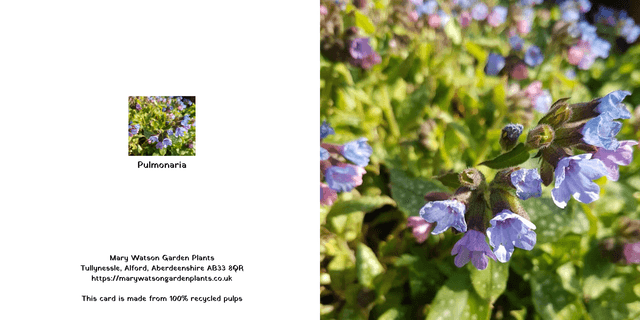 Pulmonaria
