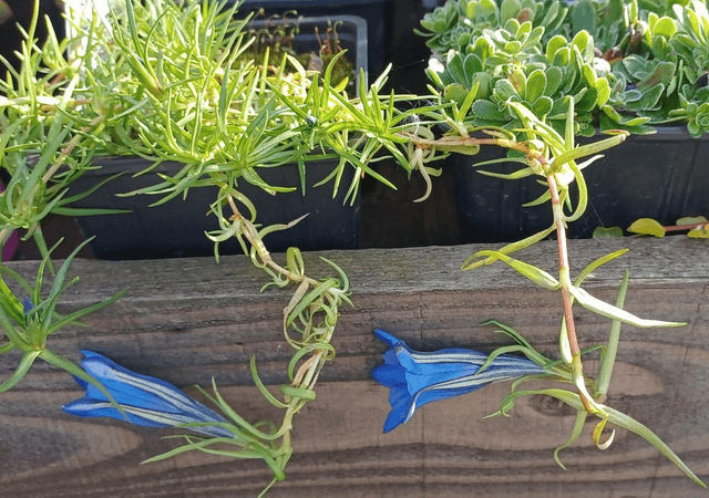 Gentiana sino-ornata