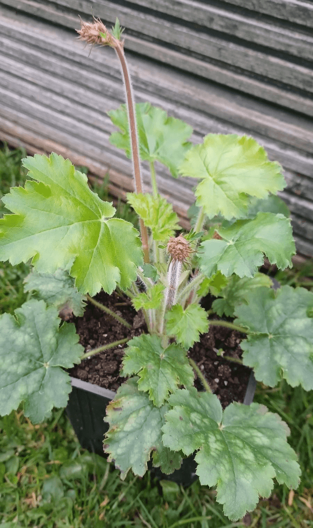 Heuchera sanguinea pink
