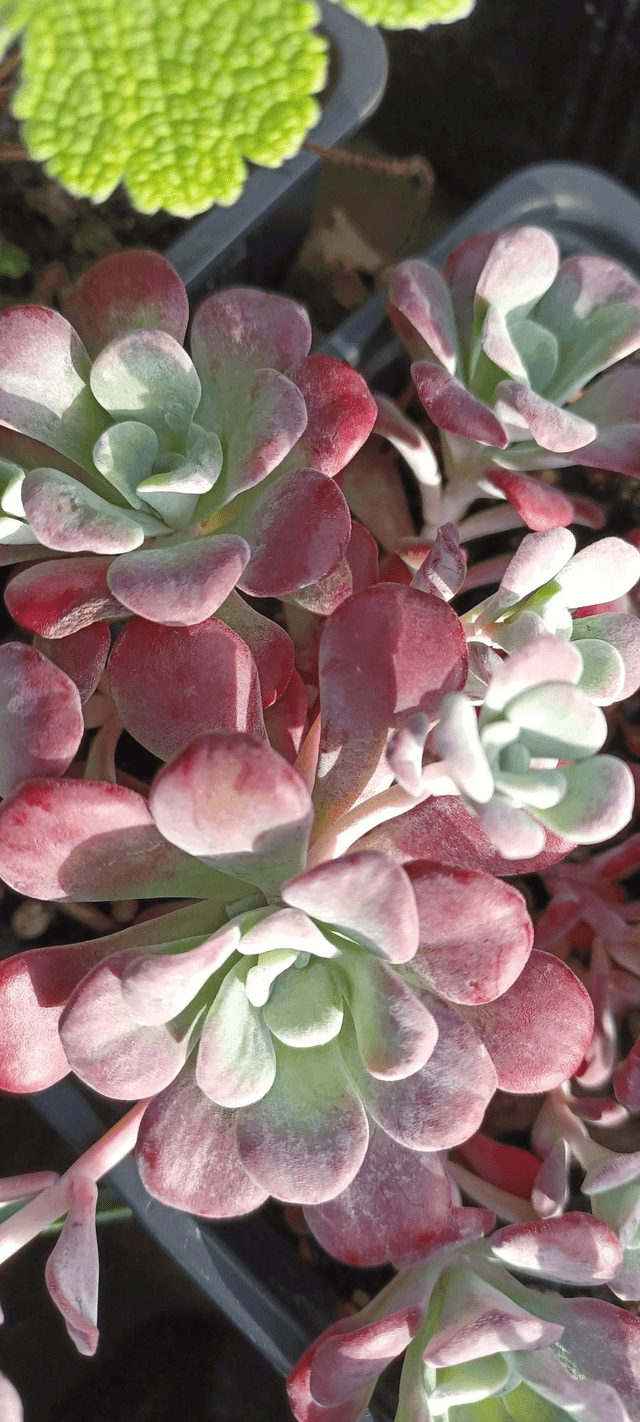 Sedum spathifolium