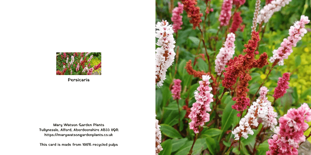 Persicaria