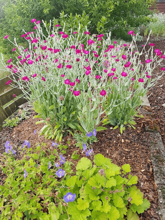 Lychnis coronaria
