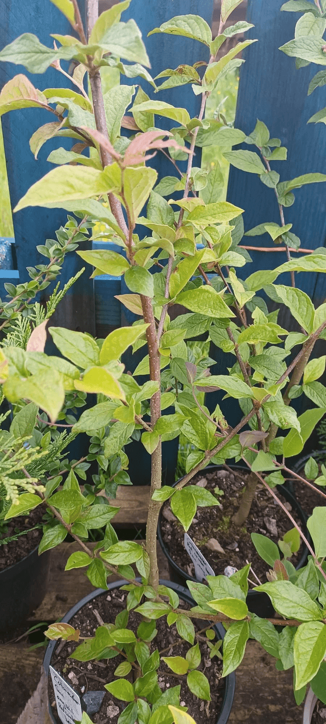 Cotoneaster x watereri