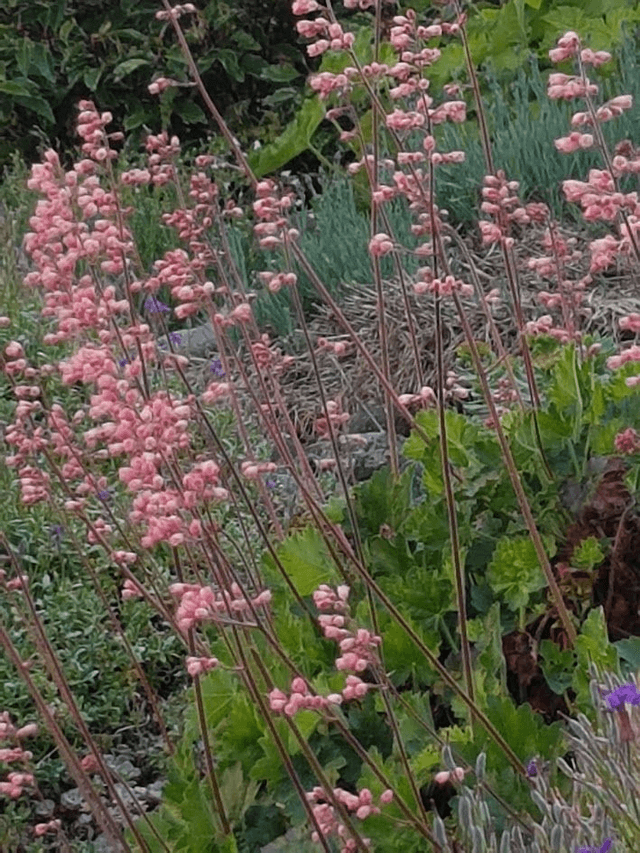 Heuchera sanguinea pink