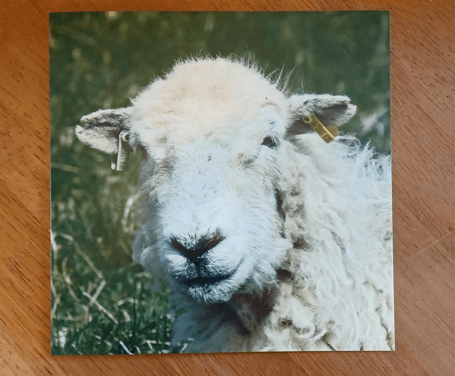 Old Herdwick ewe