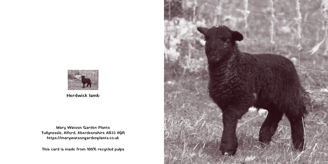 Black Herdwick lamb