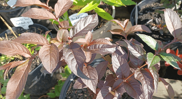 Diervilla rivularis Diva