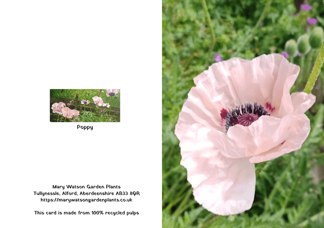 Oriental Poppy