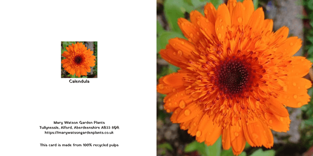 Calendula