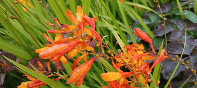 Crocosmia small organge
