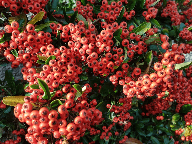 Pyracantha Orange Glow