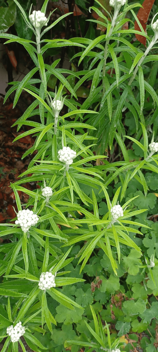 Anaphalis margaritacea