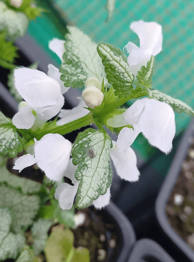 Lamium White Nancy
