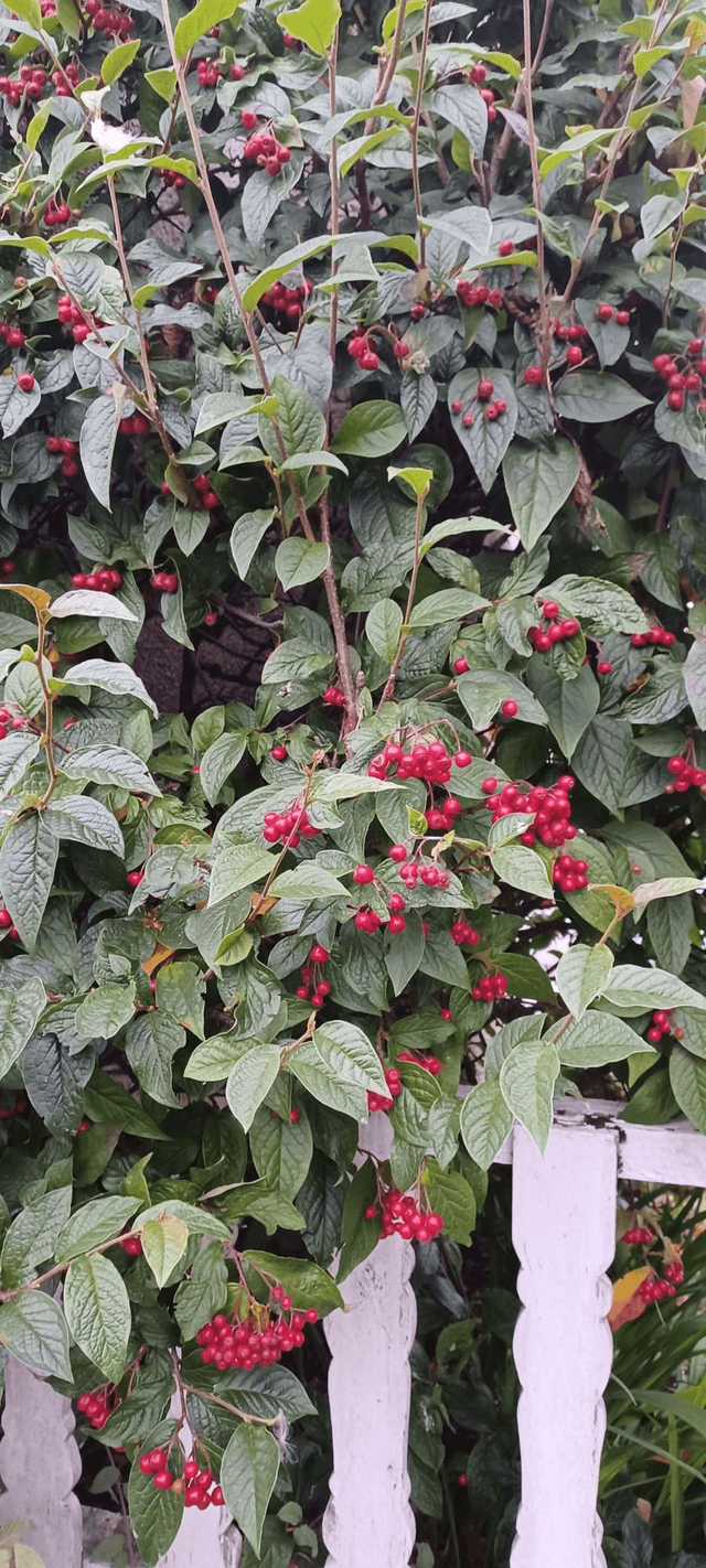 Cotoneaster x watereri