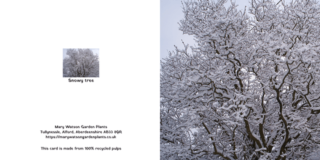 Snowy tree