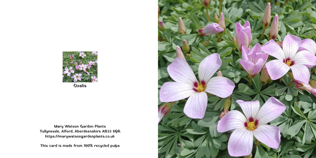 Oxalis