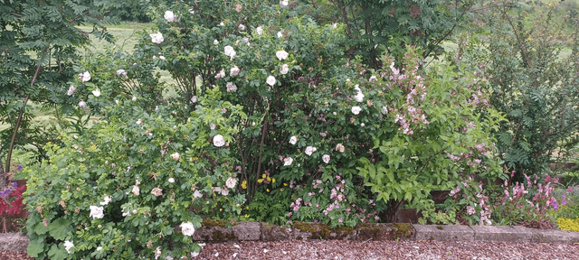 Rosa rugosa double white
