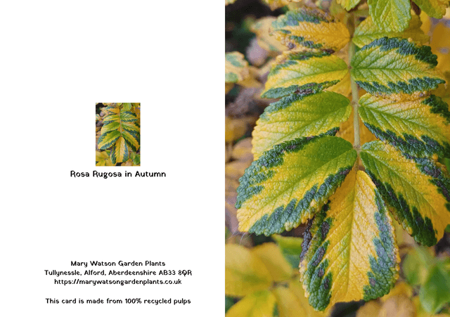 Rosa Rugosa in Autumn