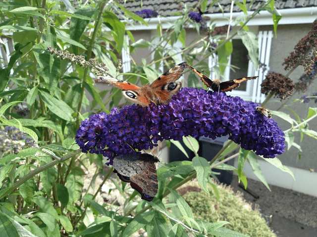 Buddleia Black Night