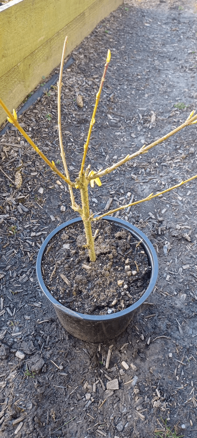 Forsythia