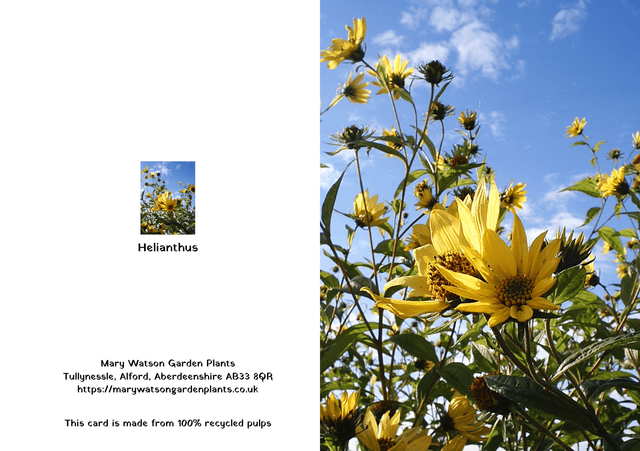 Helianthus